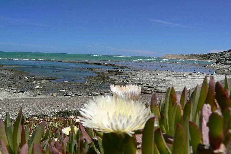 11 Elefanti Marini a Punta Delgada